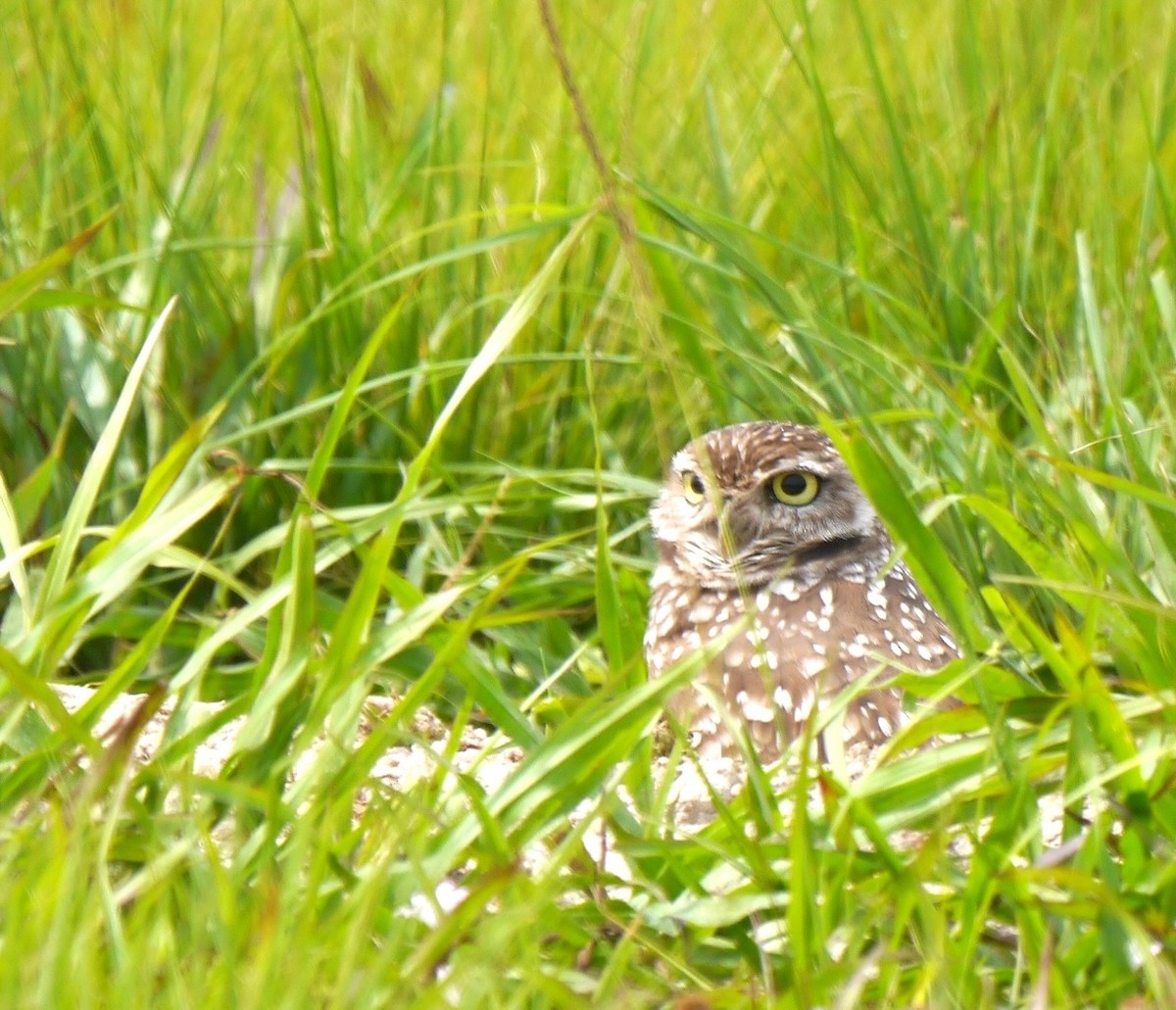 Burrowing Owl (Florida) - Robert Mottershead