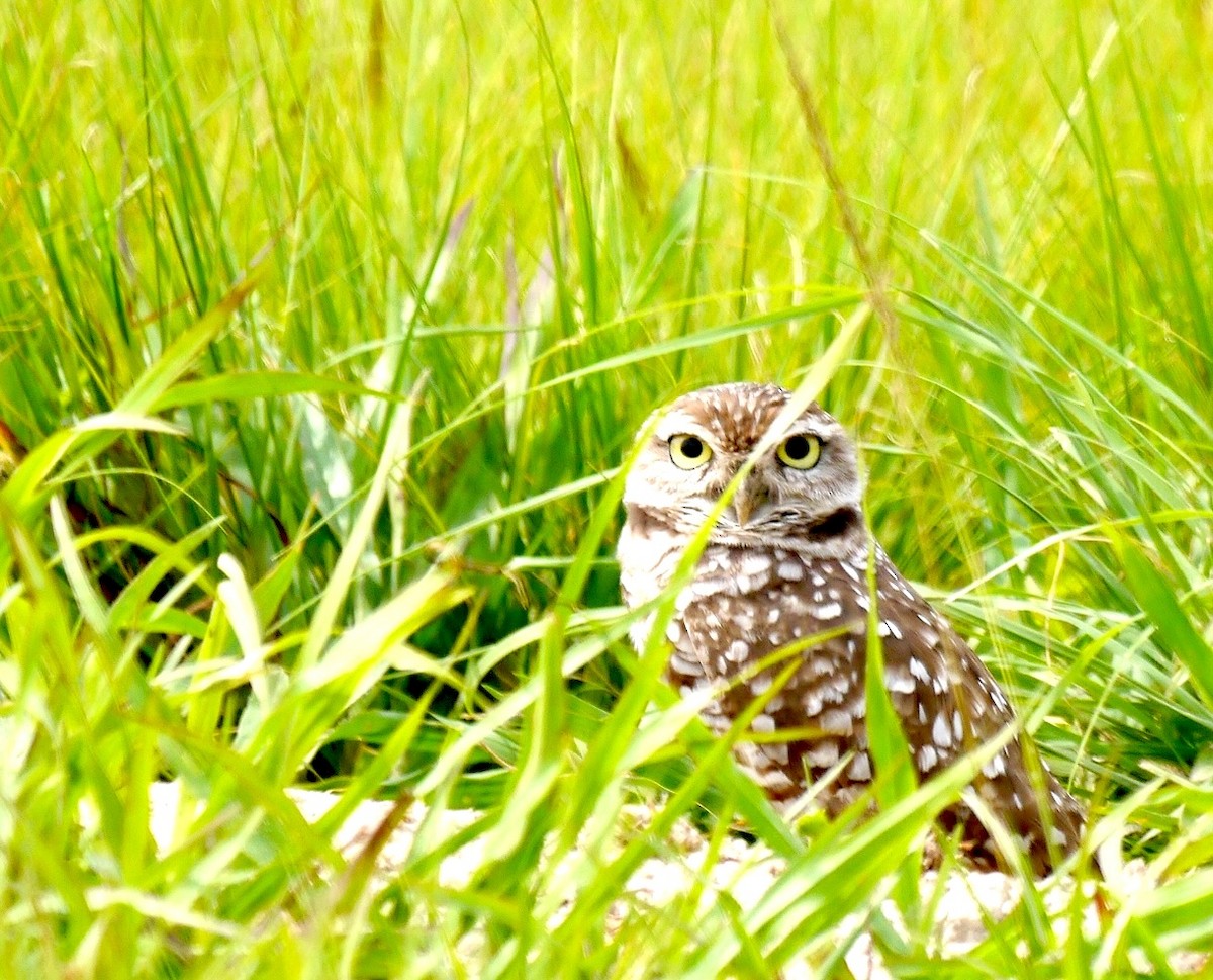 Burrowing Owl (Florida) - Robert Mottershead
