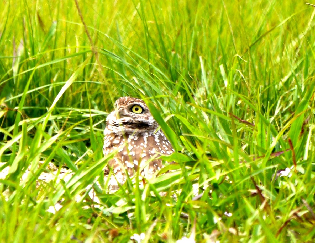 Burrowing Owl (Florida) - ML617126913