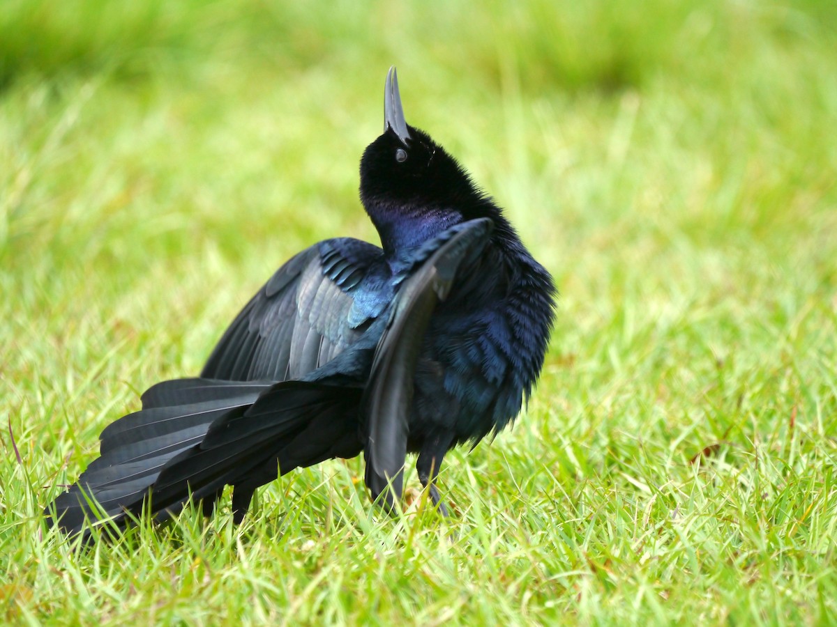 Boat-tailed Grackle - ML617126918