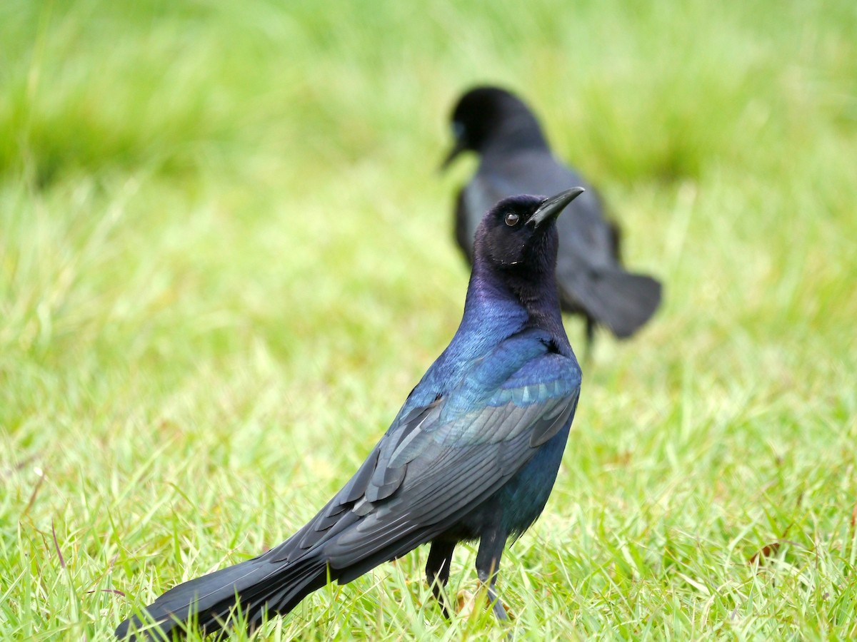 Boat-tailed Grackle - ML617126919