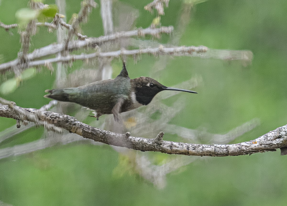 Black-chinned Hummingbird - ML617126946