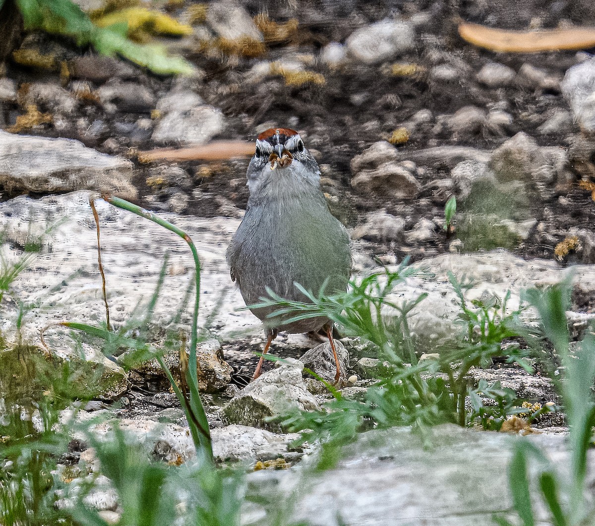 Chipping Sparrow - ML617126950
