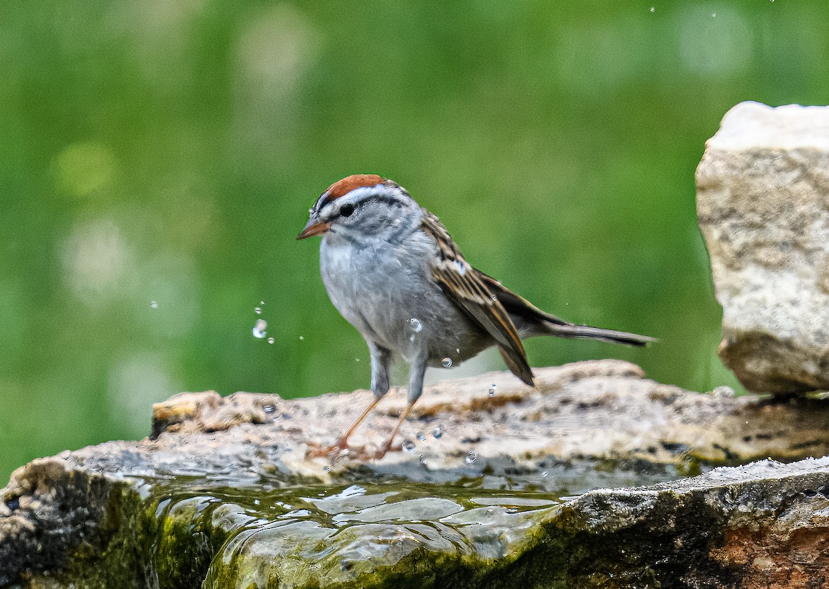 Chipping Sparrow - ML617126961