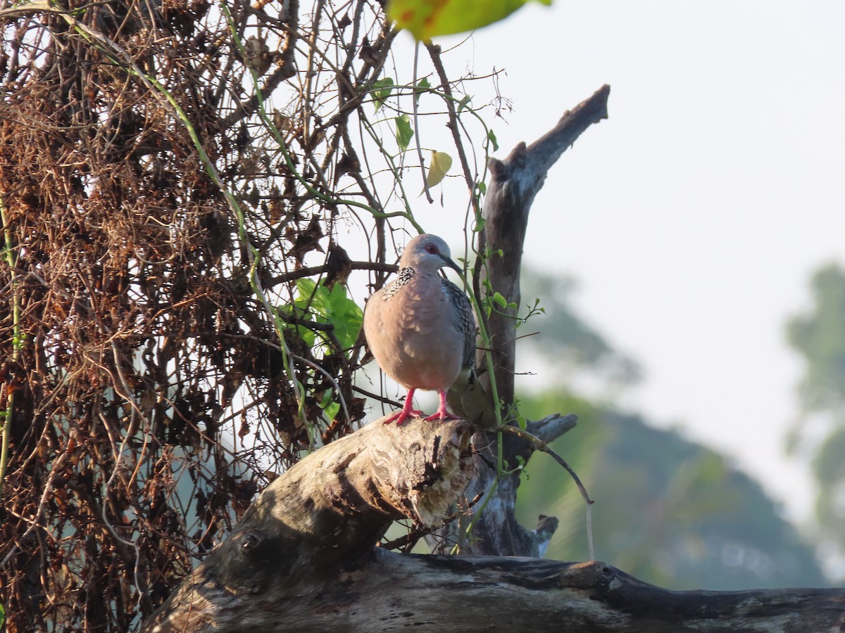Spotted Dove - ML617127018