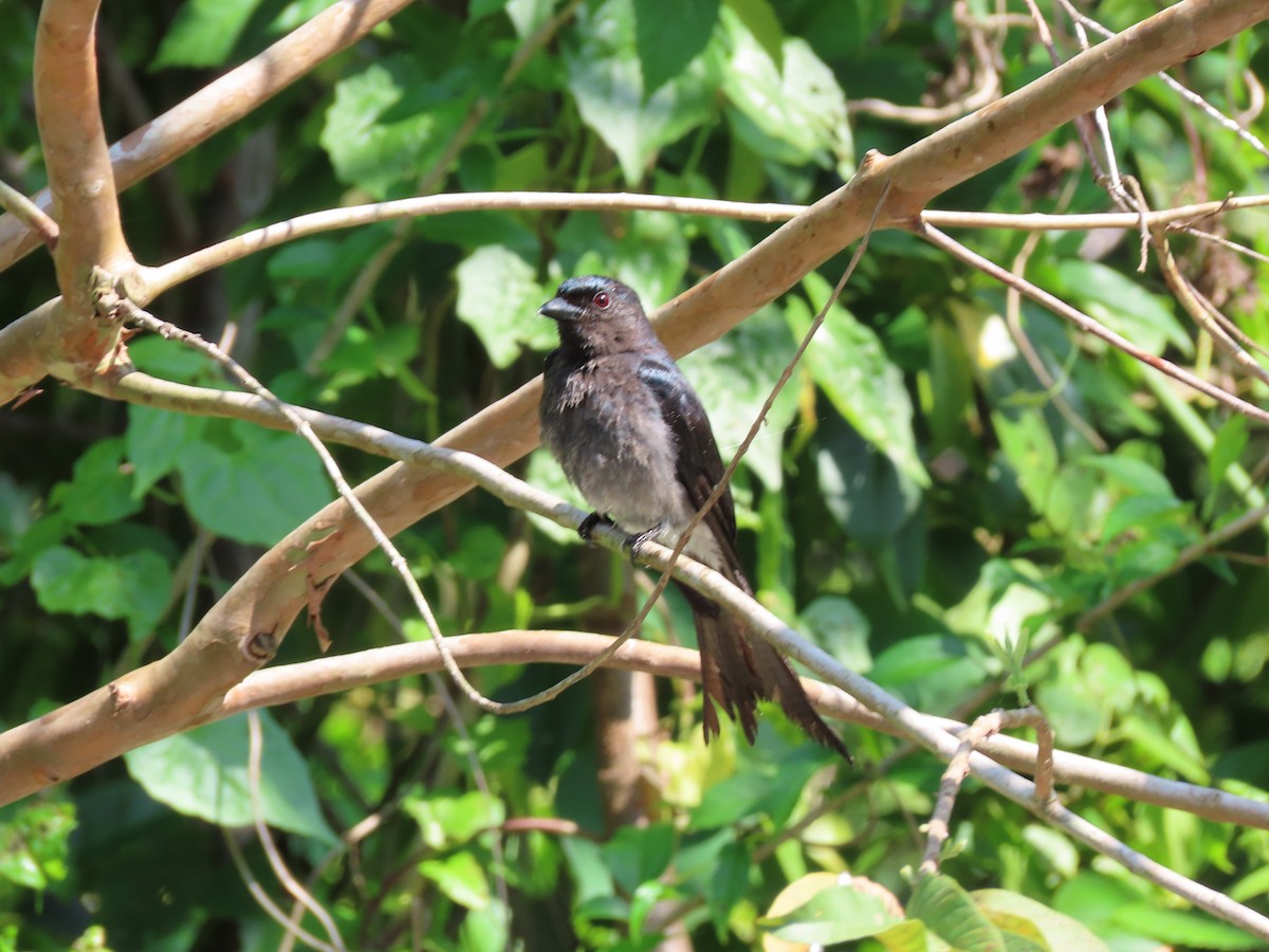 White-bellied Drongo (White-vented) - ML617127023