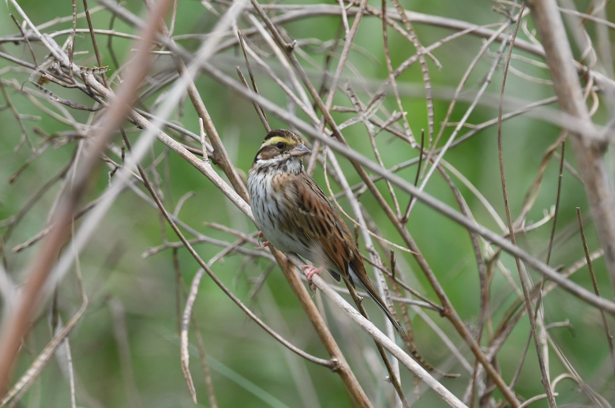 Yellow-browed Bunting - ML617127036