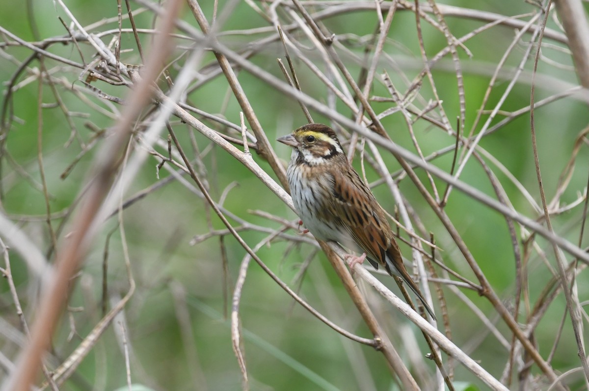 Yellow-browed Bunting - ML617127037