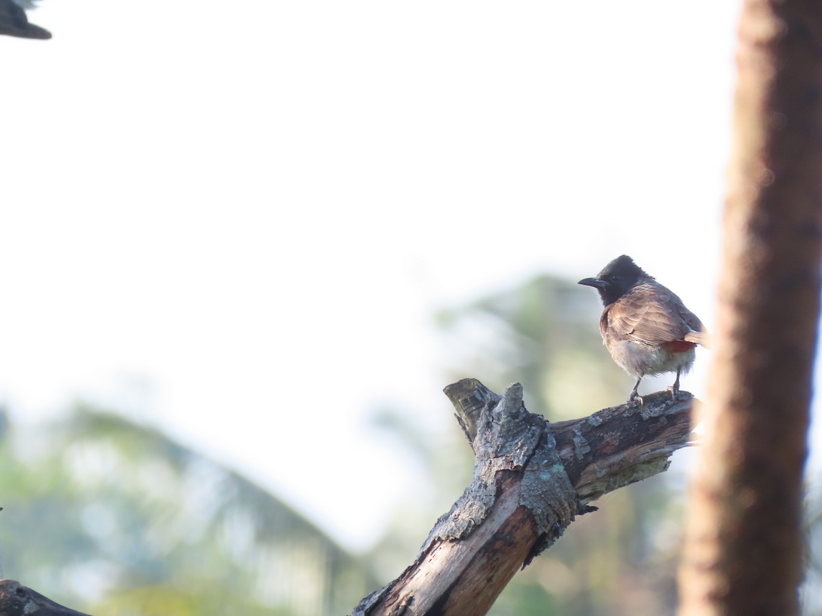 Red-vented Bulbul - ML617127047