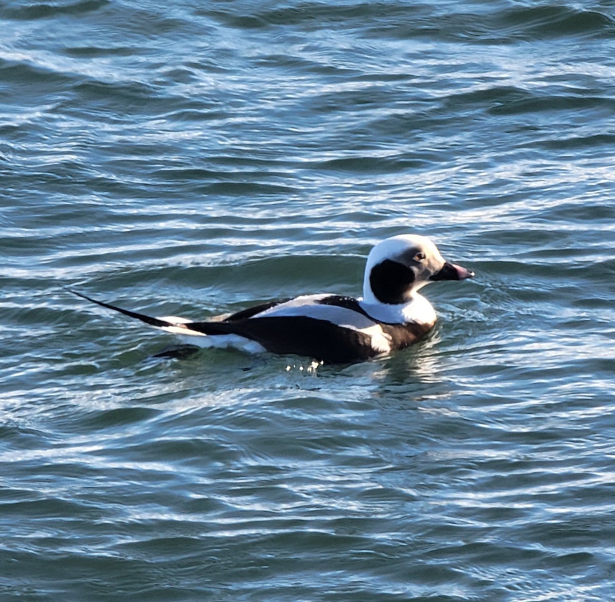 Long-tailed Duck - ML617127059