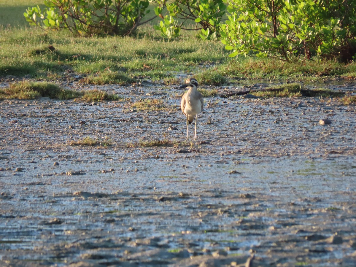 Great Thick-knee - ML617127076
