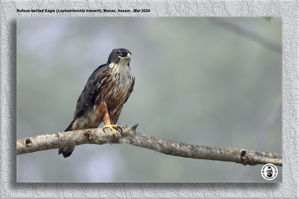 Rufous-bellied Eagle - Saravanan Janakarajan