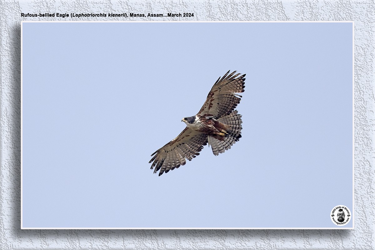 Rufous-bellied Eagle - Saravanan Janakarajan