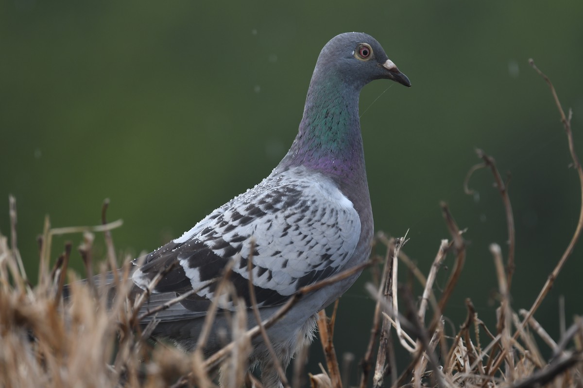 Rock Pigeon (Feral Pigeon) - ML617127121