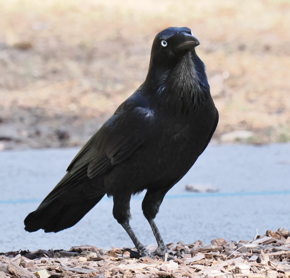 Australian Raven - ML617127172