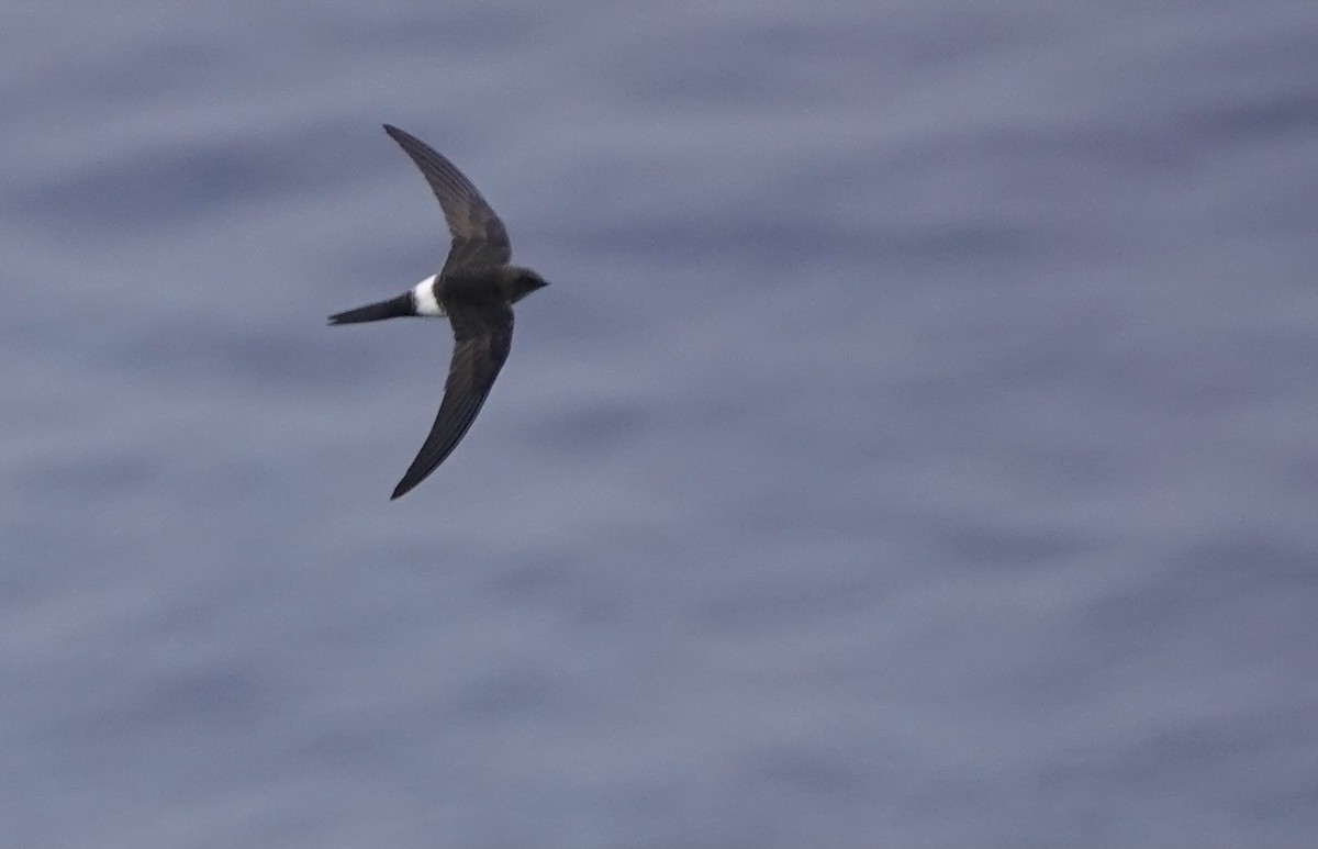 Pacific Swift - Martin Kennewell