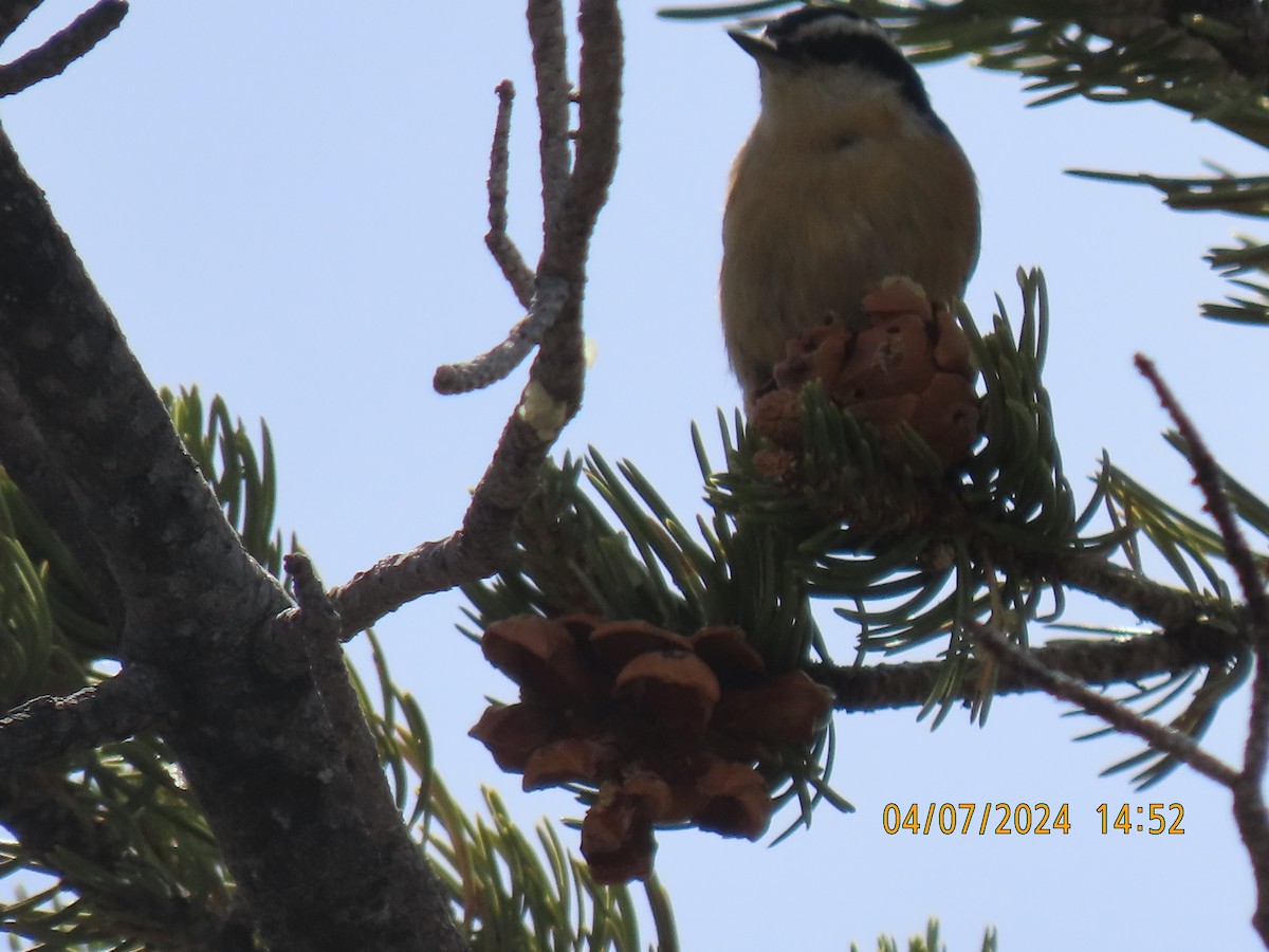 Red-breasted Nuthatch - ML617127585