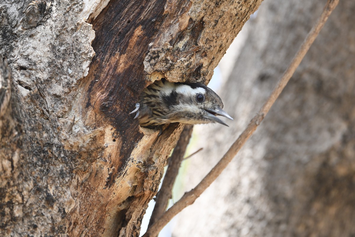 Gray-capped Pygmy Woodpecker - ML617127593