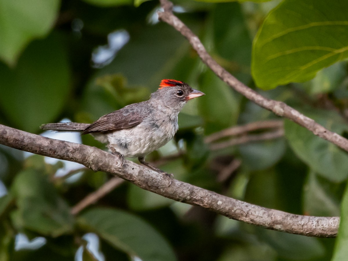 Pileated Finch - ML617127665