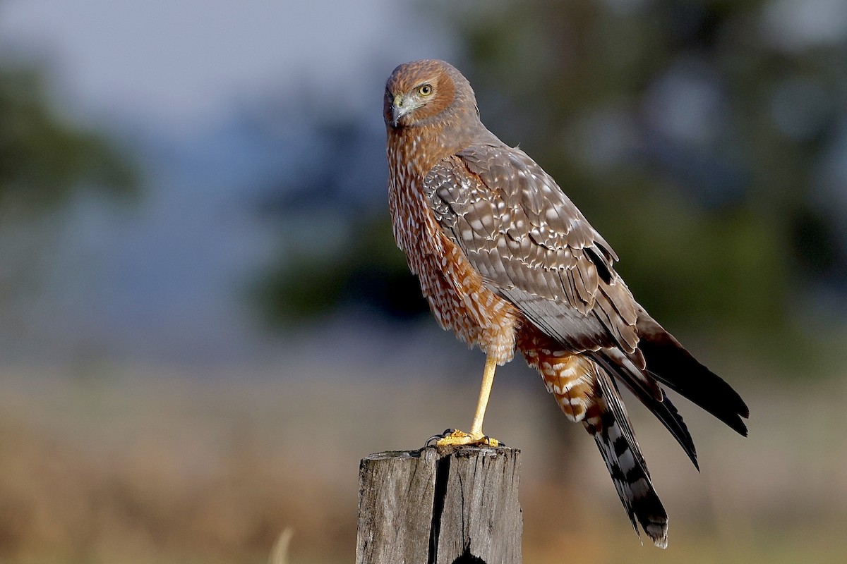 Spotted Harrier - ML617127666