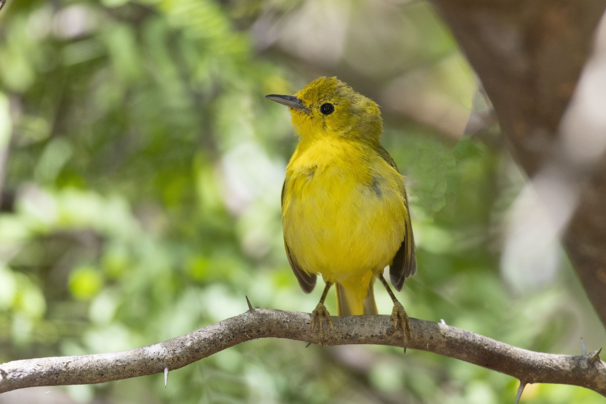 Yellow Warbler (Golden) - ML617127706