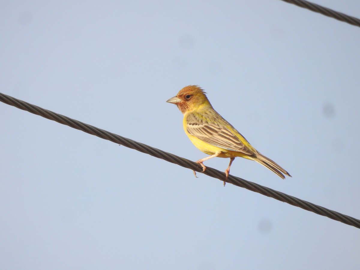 Red-headed Bunting - ML617127774
