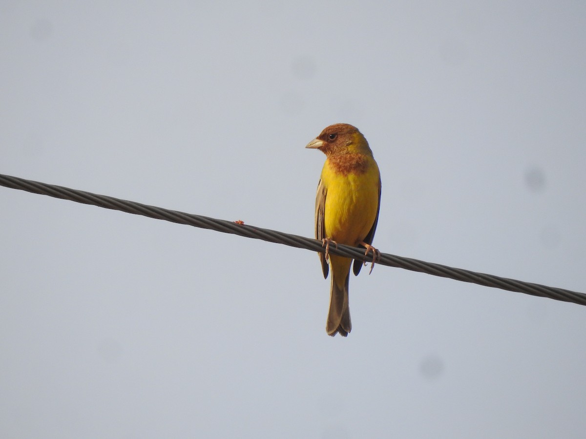 Red-headed Bunting - ML617127775