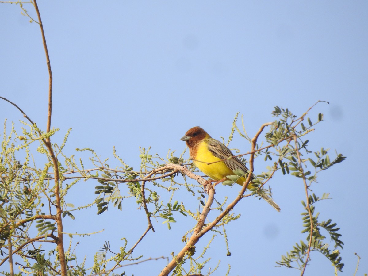 Red-headed Bunting - ML617127776
