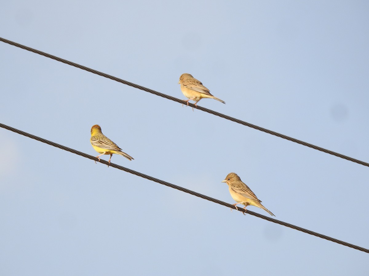 Red-headed Bunting - ML617127778