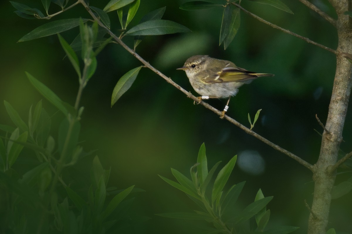 Yellow-browed Warbler - ML617127791