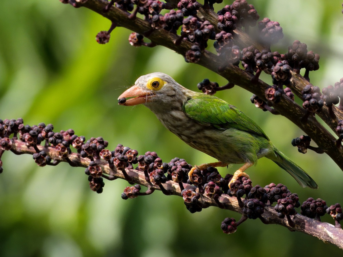 Lineated Barbet - ML617127873