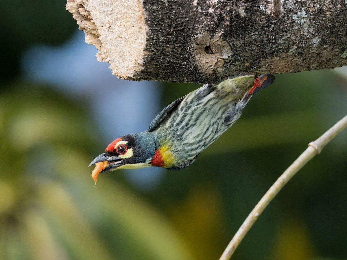 Coppersmith Barbet - Evelyn Lee