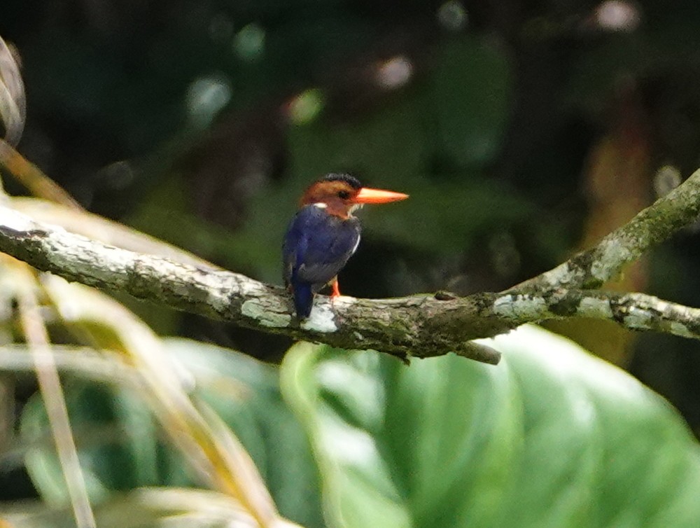 African Pygmy Kingfisher - ML617128030