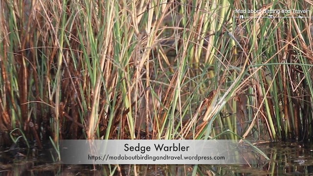 Sedge Warbler - ML617128188