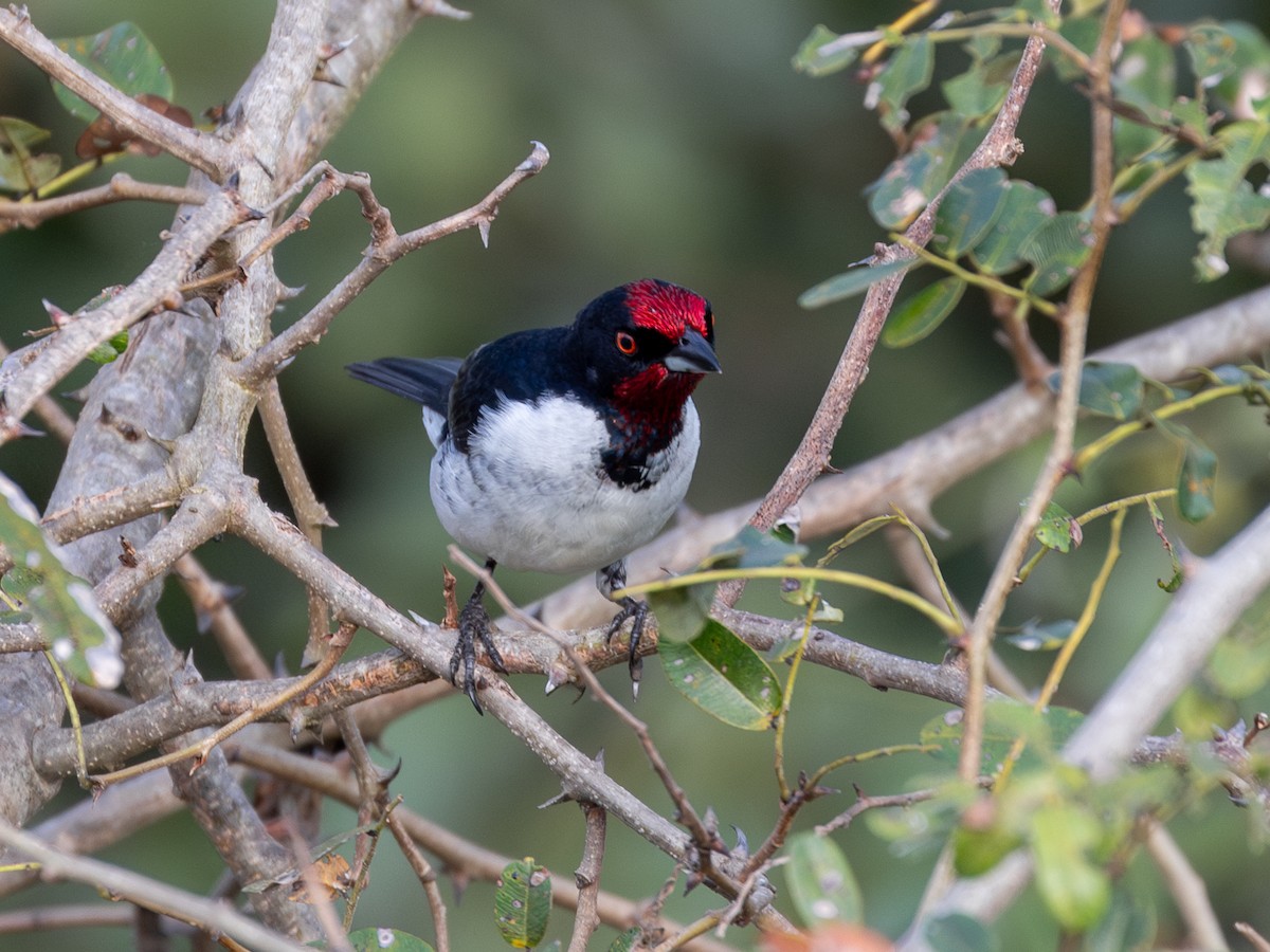 Crimson-fronted Cardinal (Araguaia) - ML617128200