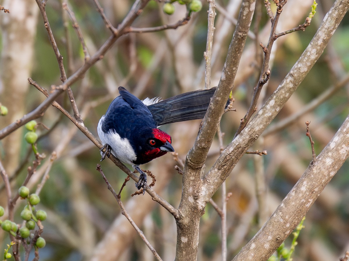 Crimson-fronted Cardinal (Araguaia) - ML617128201