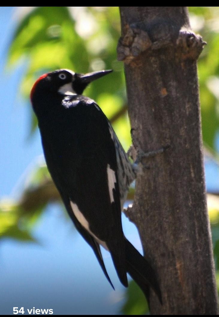 Acorn Woodpecker - kye jenkins