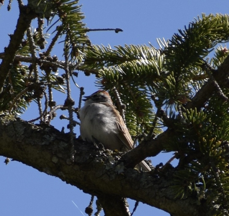 Chipping Sparrow - ML617128314