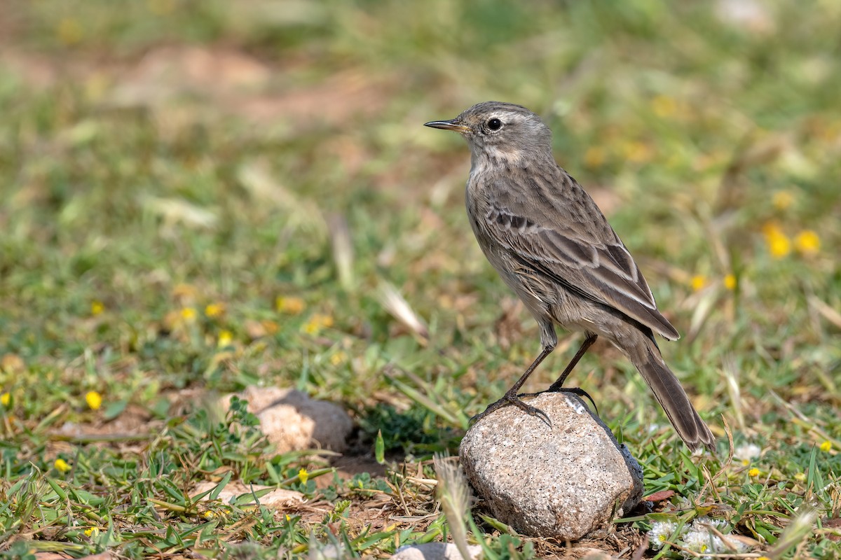 Water Pipit - ML617128415