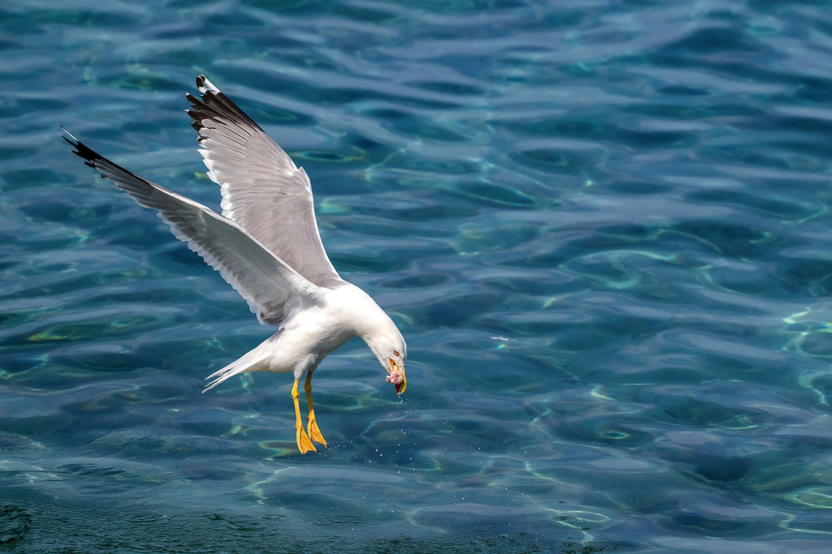 Yellow-legged Gull - Eren Aksoylu