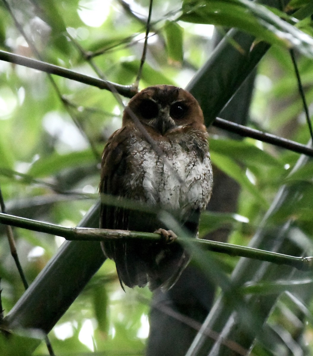 Puerto Rican Owl - Brett Hillman