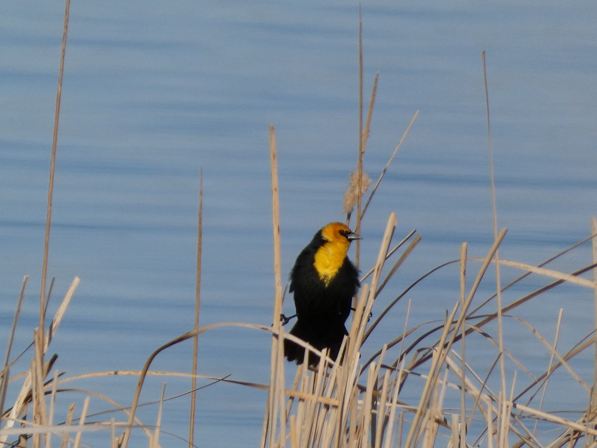Yellow-headed Blackbird - ML617128550