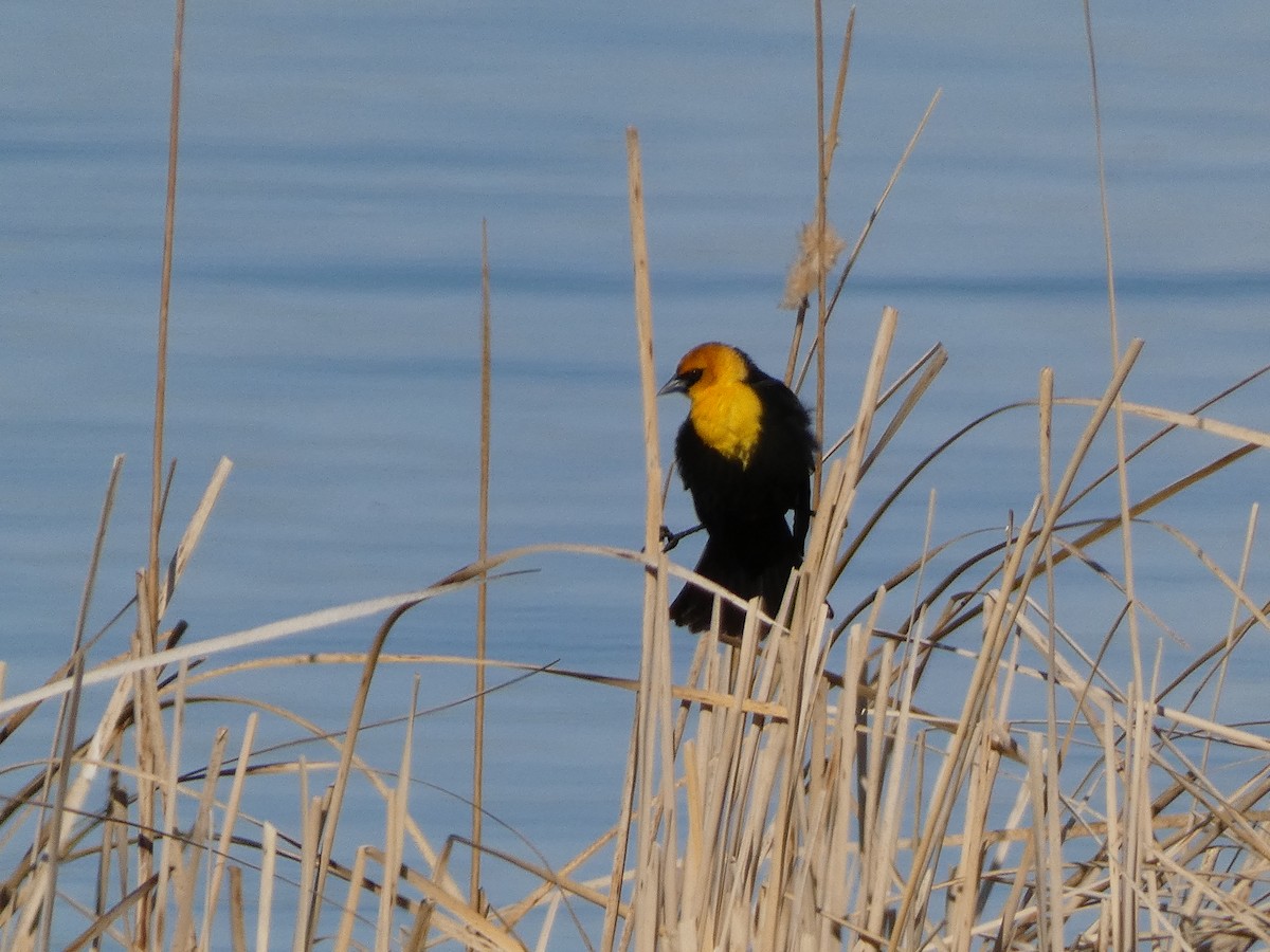 Yellow-headed Blackbird - Andrea Duran