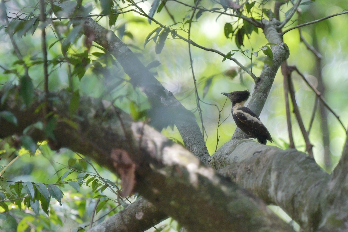 Black-and-buff Woodpecker - ML617128585