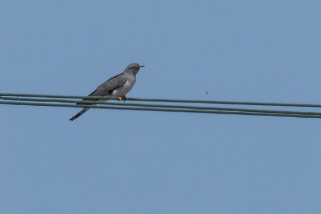Common Cuckoo - ML617128595
