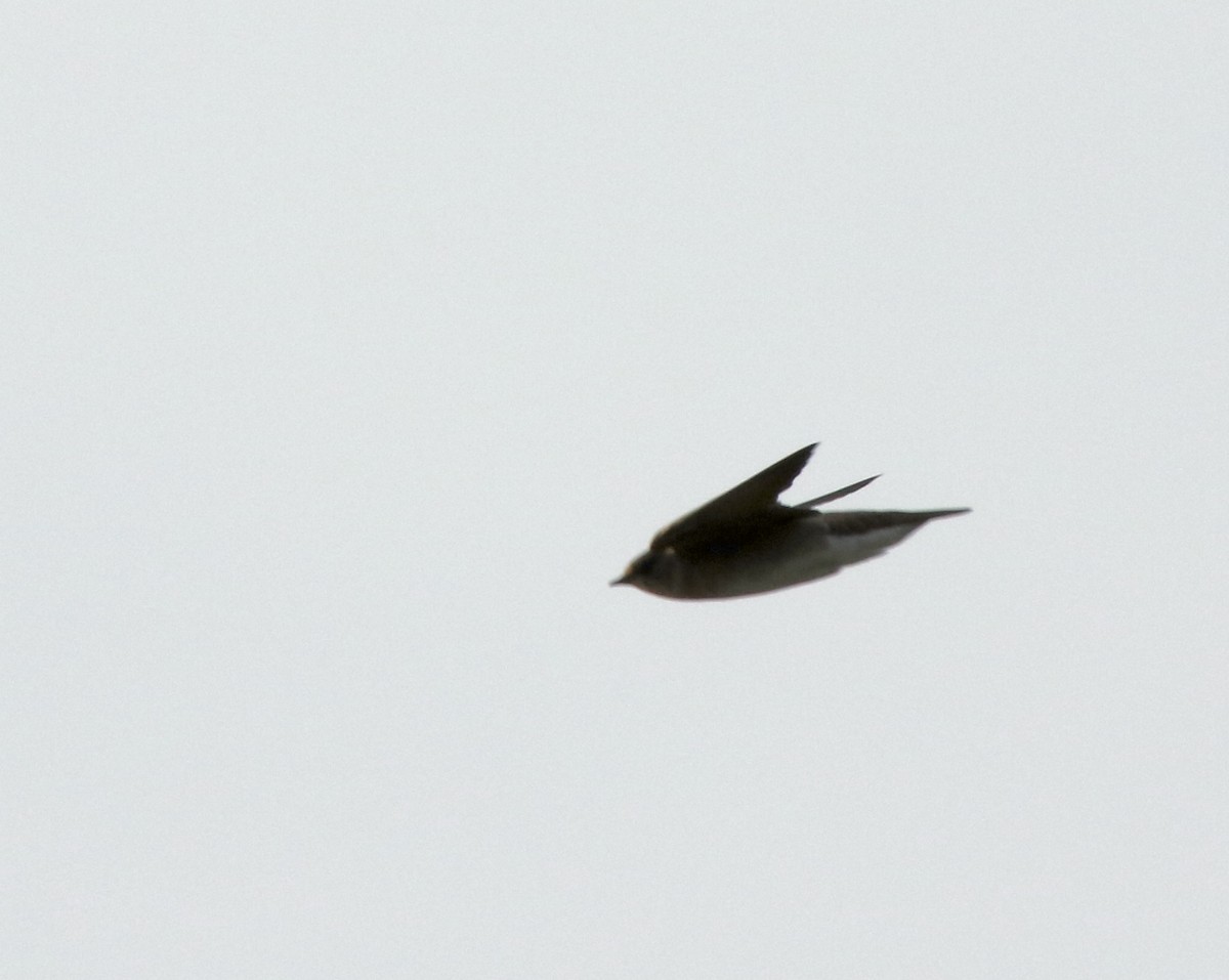 Northern Rough-winged Swallow - Derek Stoner