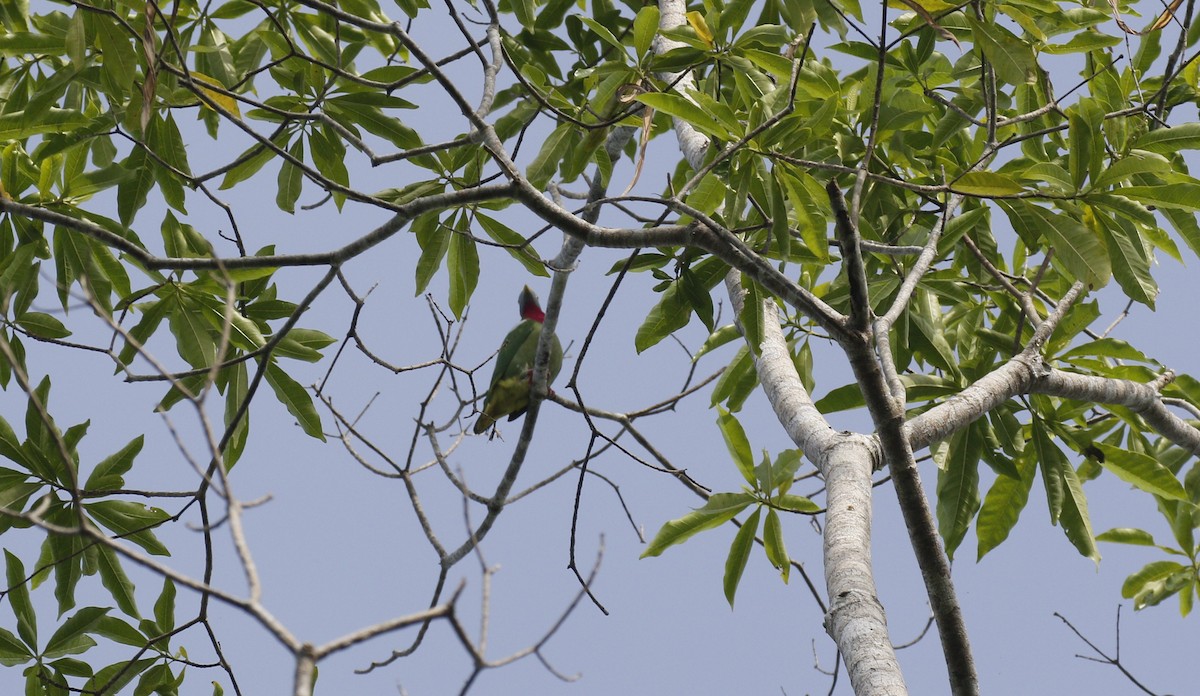Claret-breasted Fruit-Dove - ML617128687