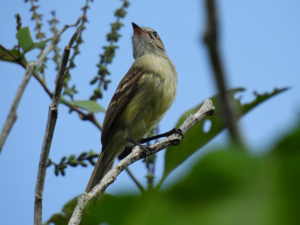 Southern Mouse-colored Tyrannulet - ML617128864