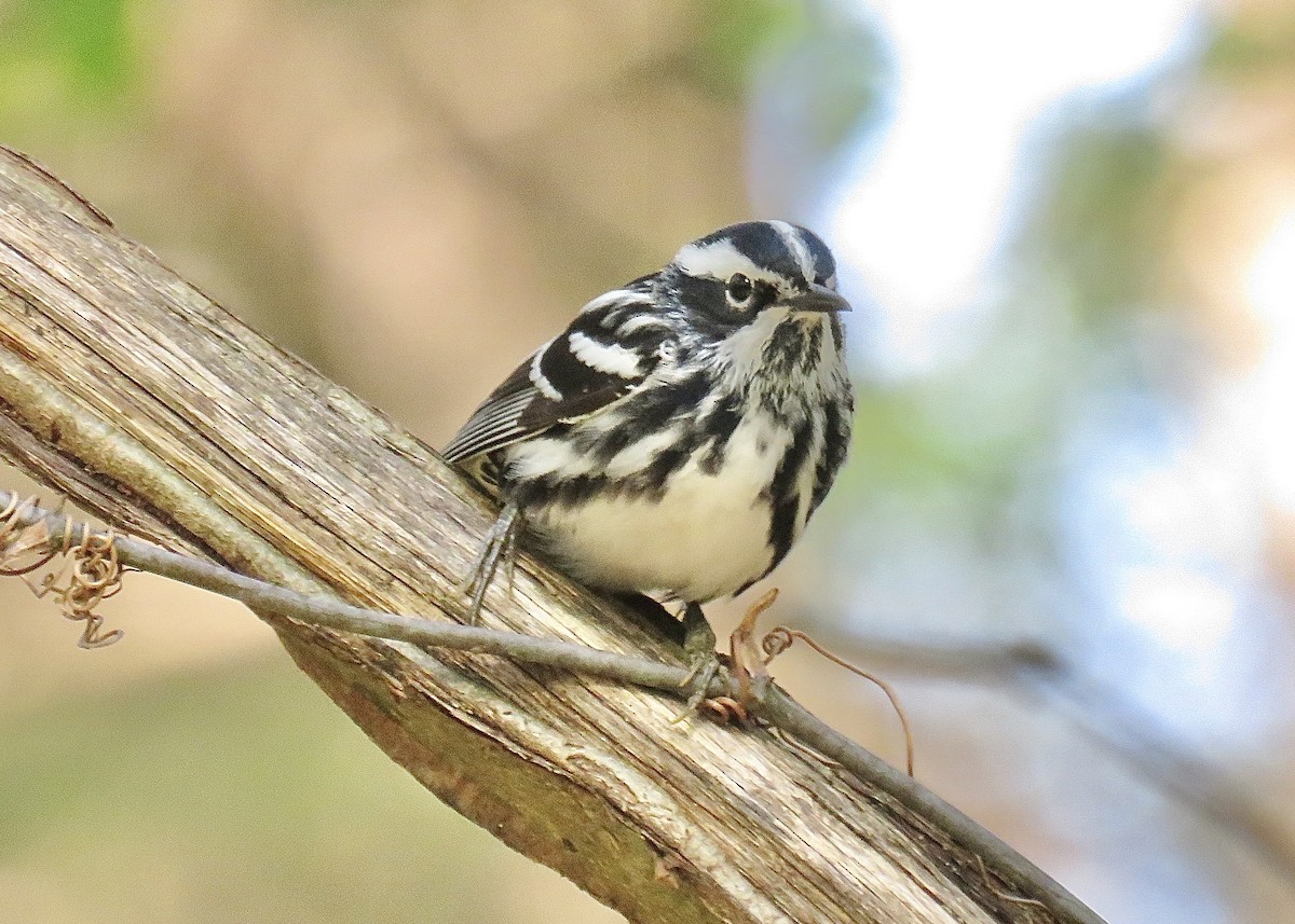 Black-and-white Warbler - ML617128907