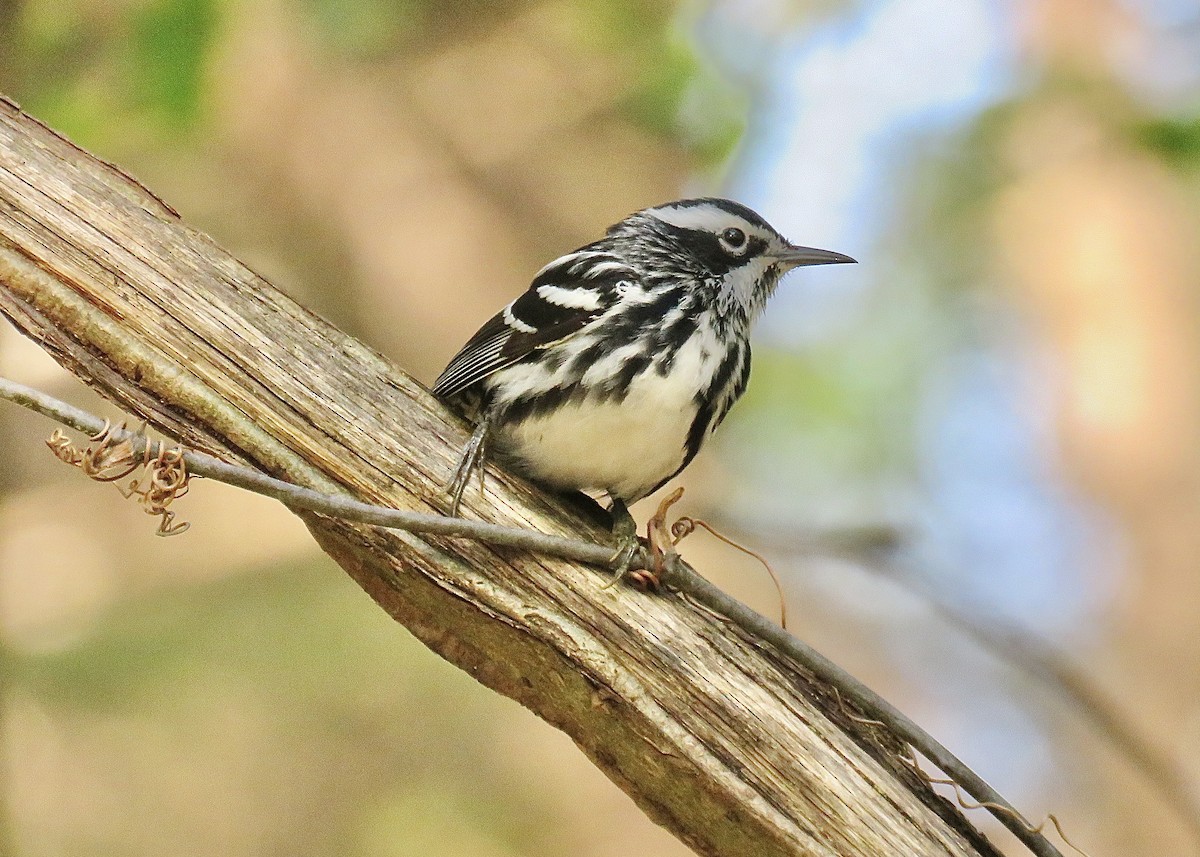 Black-and-white Warbler - ML617128908